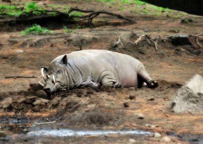 babiroussa, babyrousas, mammifere omnivore Indonésie, porc sauvage longues défenses - Instinct animal