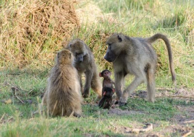 babouin chacma, bebe, singe aux fesse rouges, mammifere, primate d'afrique - Instinct animal