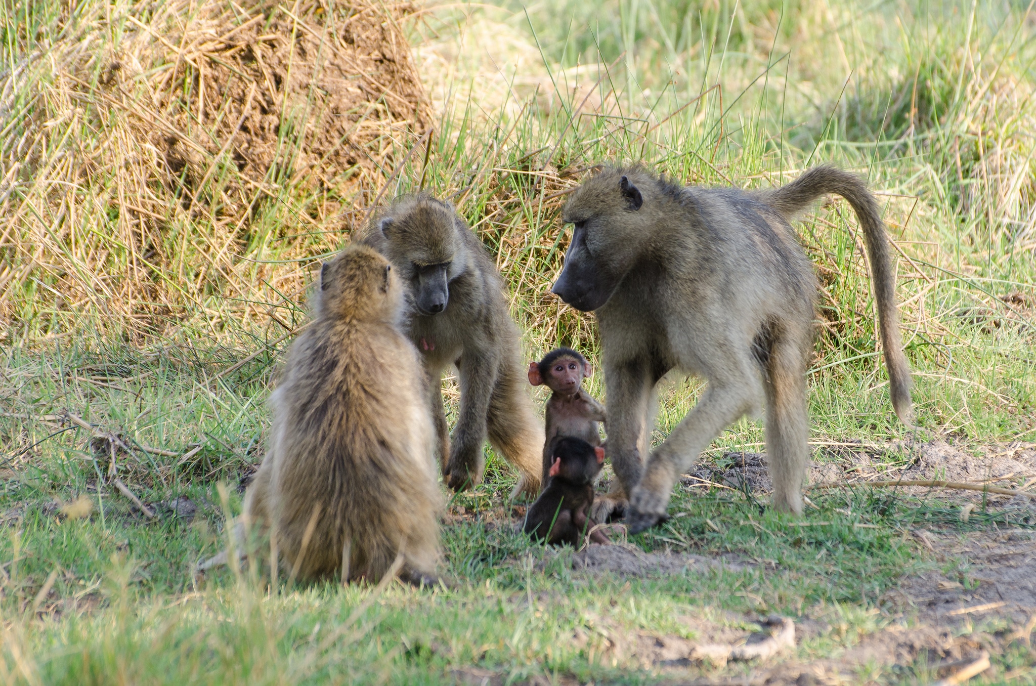 babouin chacma bebe, famille, singe, afrique, fesses rouges