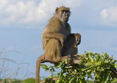 babouin chacma, singe aux fesse rouges, mammifere, primate d'afrique - Instinct animal