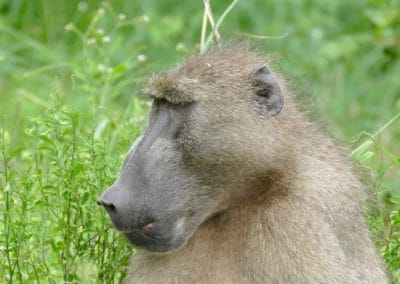 babouin chacma, singe aux fesse rouges, mammifere, primate d'afrique - Instinct animal
