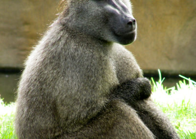 babouin chacma, singe aux fesse rouges, mammifere, primate d'afrique - Instinct animal