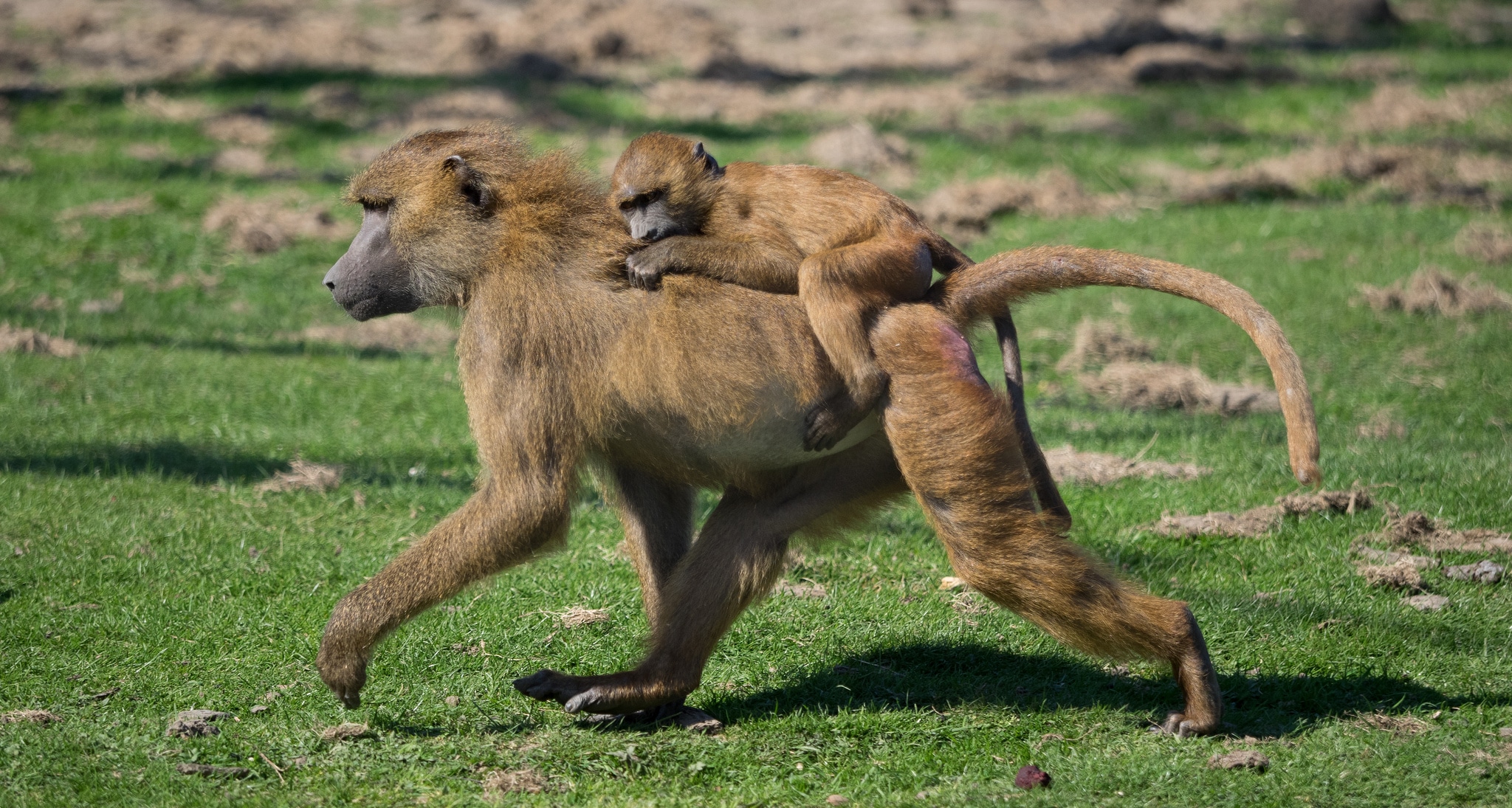 babouin de guinee, petit bebe, singe, primate d'afrique - Instinct animal