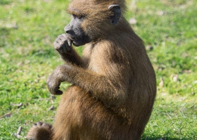 babouin de guinee, jeune, singe aux fesses rouges, mammifere, primate d'afrique - Instinct animal