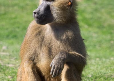 babouin de guinee, singe aux fesses rouges, mammifere, primate d'afrique - Instinct animal
