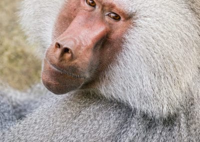 babouin hamadryas, papion a perruque, singe fesse rouge, primate d'afrique - instinct animal