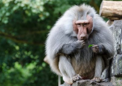 babouin hamadryas, papion a perruque, singe fesse rouge, primate d'afrique - instinct animal