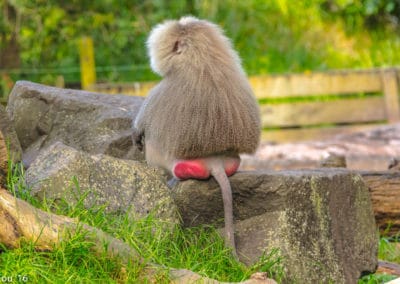 babouin hamadryas, papion a perruque, singe fesse rouge, primate d'afrique - instinct animal