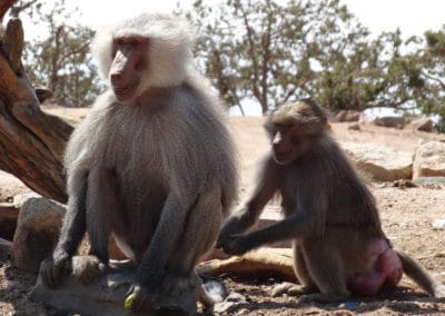 babouin hamadryas, papion a perruque, singe fesse rouge, primate d'afrique - instinct animal