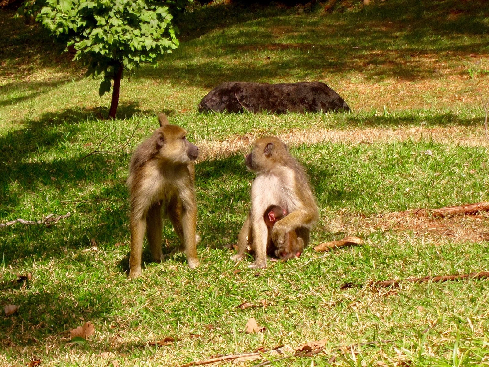 babouin jaune petit bebe, jeune, famille, singe fesse rouge d'afrique