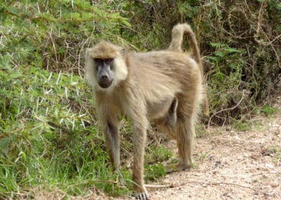 babouin jaune, mammifere, primate, singe aux fesses rouges d'Afrique - Instinct animal