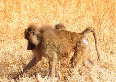 babouin jaune, mammifere, primate, singe aux fesses rouges d'Afrique - Instinct animal