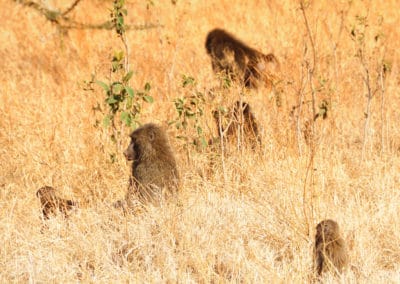 babouin jaune, mammifere, primate, singe aux fesses rouges d'Afrique - Instinct animal