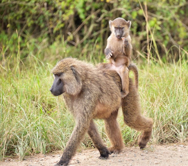 Durée De Vie D Un Singe Babouin olive : Fiche descriptive complète avec photos - Instinct animal