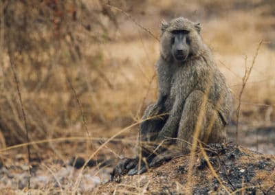 babouin olive, mammifere, primate, singe d'afrique - Instinct animal