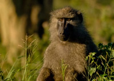 babouin olive, mammifere, primate, singe d'afrique - Instinct animal