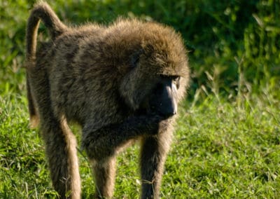 babouin olive, mammifere, primate, singe d'afrique - Instinct animal