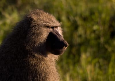 babouin olive, mammifere, primate, singe d'afrique - Instinct animal