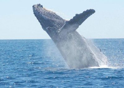 baleine bleue ou rorqual bleu, mammifere marin, le plus grand mammifere terrestre - Instinct animal