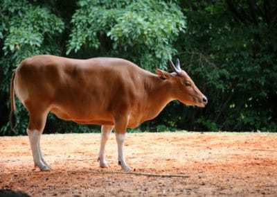 banteng, mammifere herbivore, bovidé d'asie du sud-est - Instinct animal