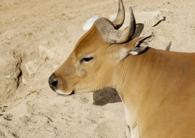 banteng, mammifere herbivore, bovidé d'asie du sud-est - Instinct animal