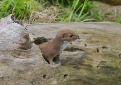 belette d'Europe, mammifere carnivore, mustélidé de petite taille - Instinct animal