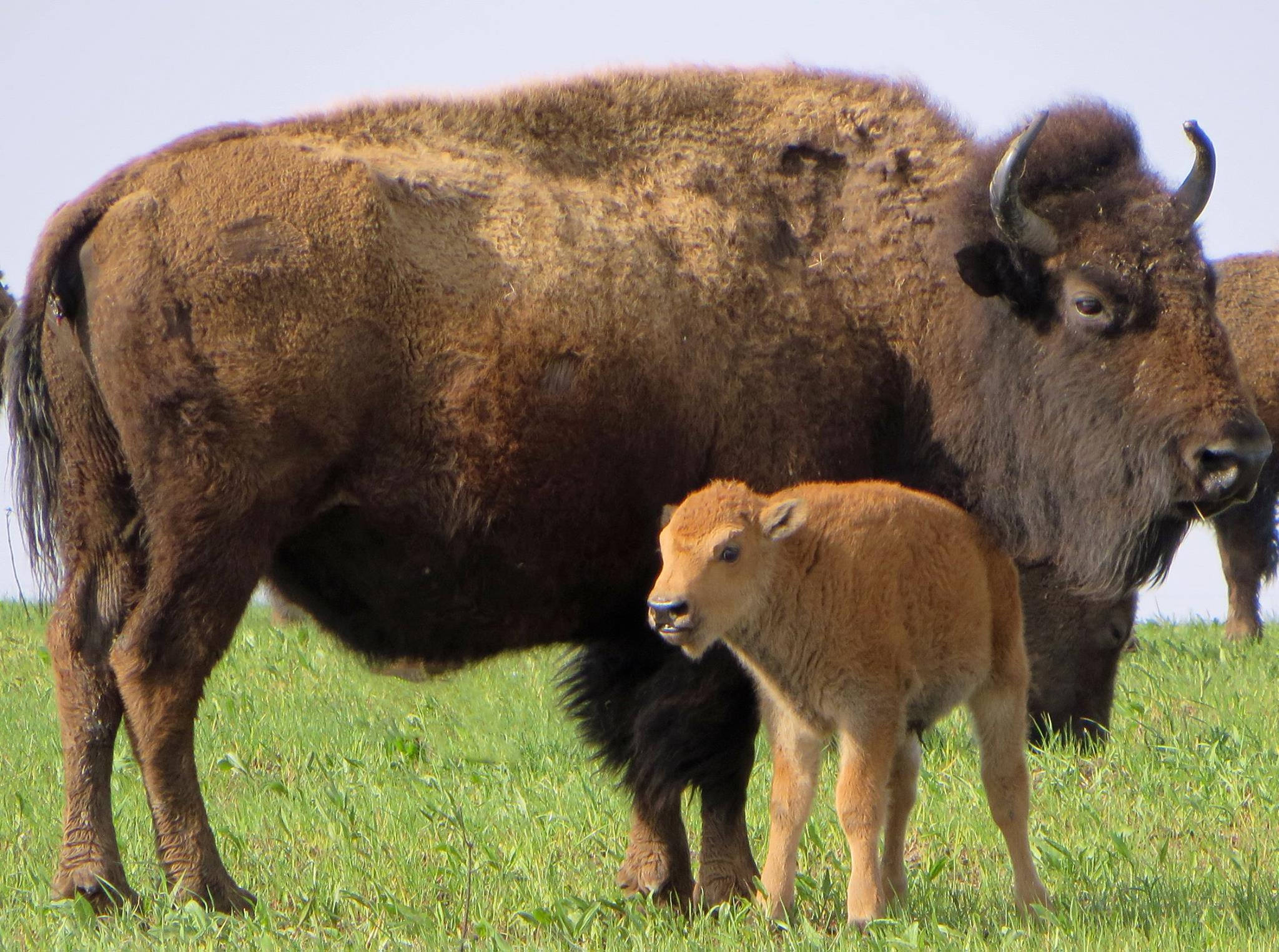 bison d'Amérique du Nord, bebe et sa maman, animal, américain, mammifère herbivore