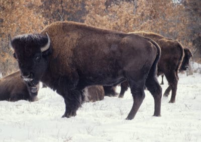 bison americain, mammifere herbivore, bovidé d'amerique du Nord - Instinct animal