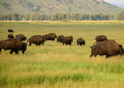 bison americain, mammifere herbivore, bovidé d'amerique du Nord - Instinct animal