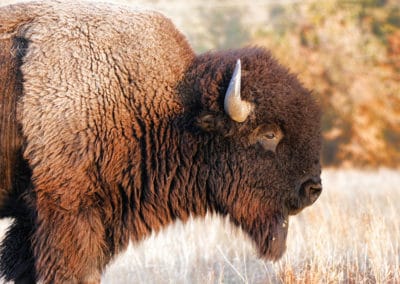 bison americain, mammifere herbivore, bovidé d'amerique du Nord - Instinct animal