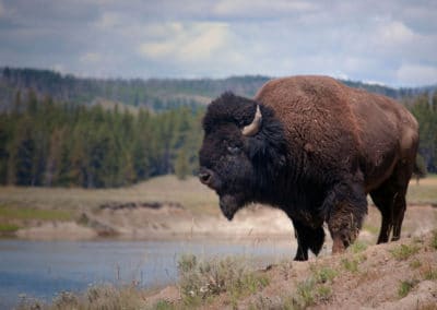 bison americain, mammifere herbivore, bovidé d'amerique du Nord - Instinct animal