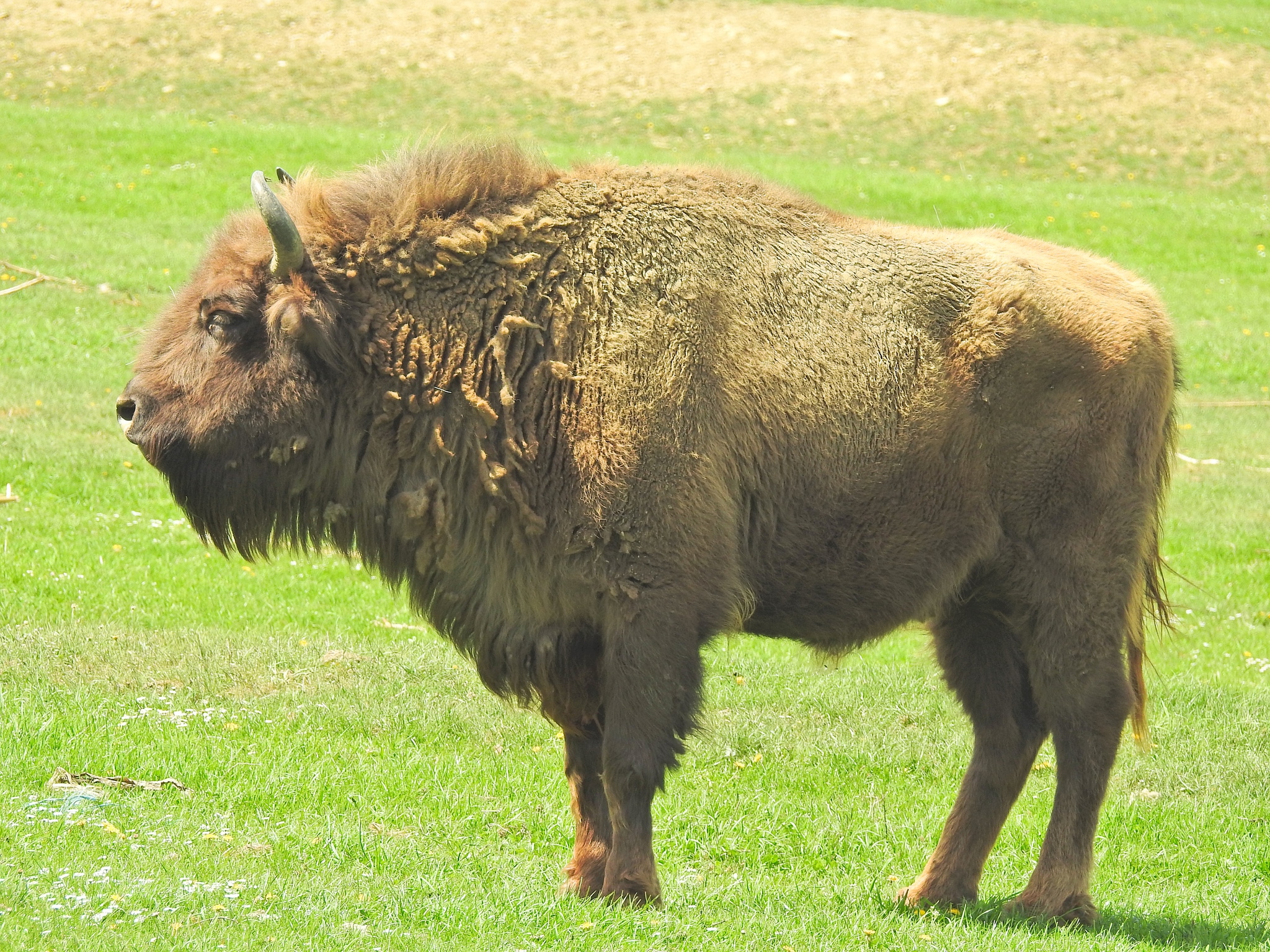 bison d'Europe, européen, animal, mammifère, poids
