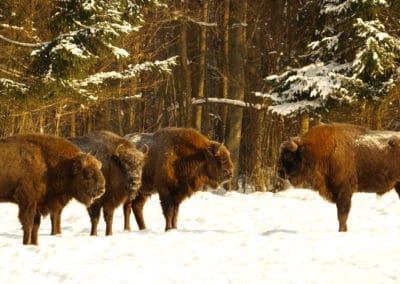 bison europeen, le plus lourd mammifere herbivore d'europe, bovidé - Instinct animal