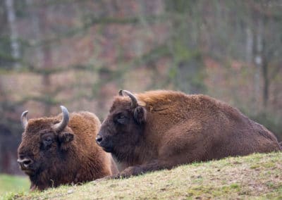 bison europeen, le plus lourd mammifere herbivore d'europe, bovidé - Instinct animal