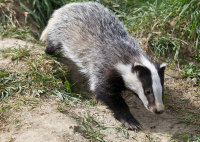 blaireau europeen, mammifere, mustélidé d'europe - Instinct animal