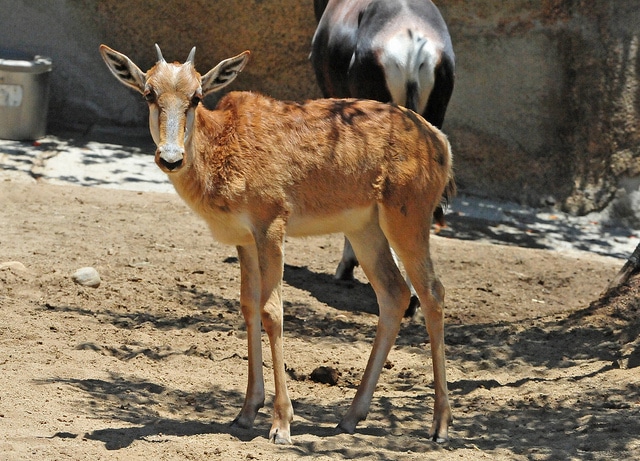 Le blesbok, damalisque, mammifère herbivore, bovidé d'Afrique - Instinct animal