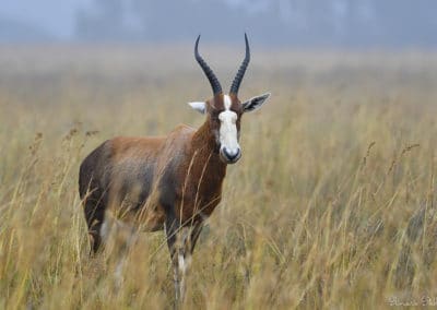 blesbok, damalisque, mammifere herbivore, bovidé d'afrique - Instinct animal