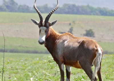 blesbok, damalisque, mammifere herbivore, bovidé d'afrique - Instinct animal