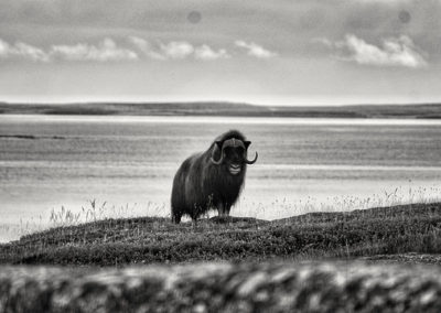 boeuf musque, mammifere herbivore, longue fourrure épaisse, hemisphere nord - Instinct animal