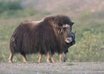 boeuf musque, mammifere herbivore, longue fourrure épaisse, hemisphere nord - Instinct animal