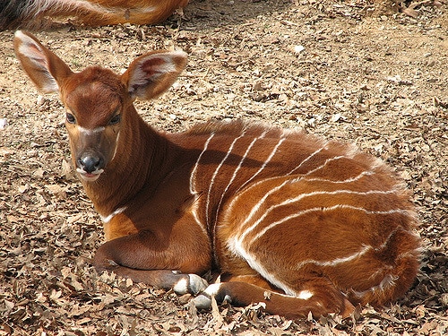 bongo, petit bebe, jeune, mammifère herbivore, bovidé, afrique
