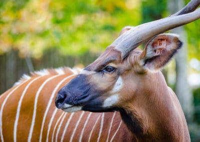 bongo, mammifere herbivore, bovidé Afrique - Instinct animal