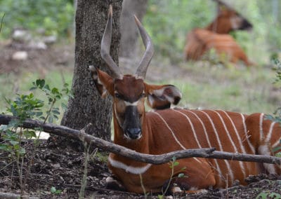 bongo, mammifere herbivore, bovidé Afrique - Instinct animal