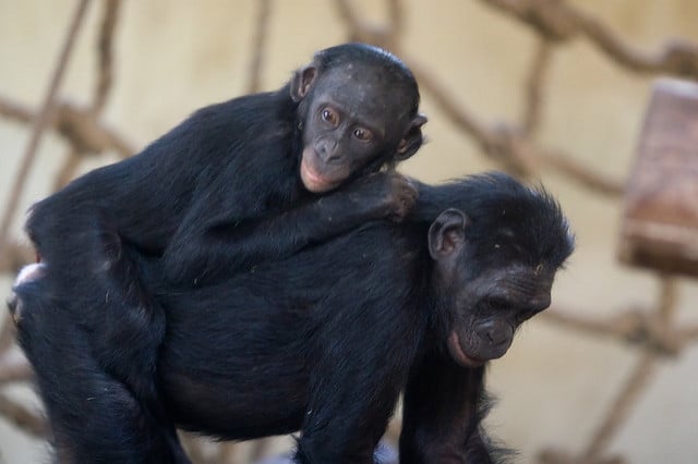 bonobo, petit bebe, jeune, singe, chimpanzé nain, afrique, danger de disparition