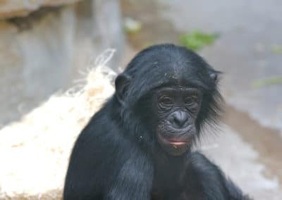 bonobo, chimpanze nain, mammifere, primate, hominide, singe d'Afrique - Instinct animal