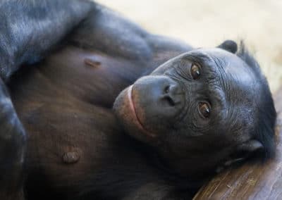 bonobo, chimpanze nain, mammifere, primate, hominide, singe d'Afrique - Instinct animal