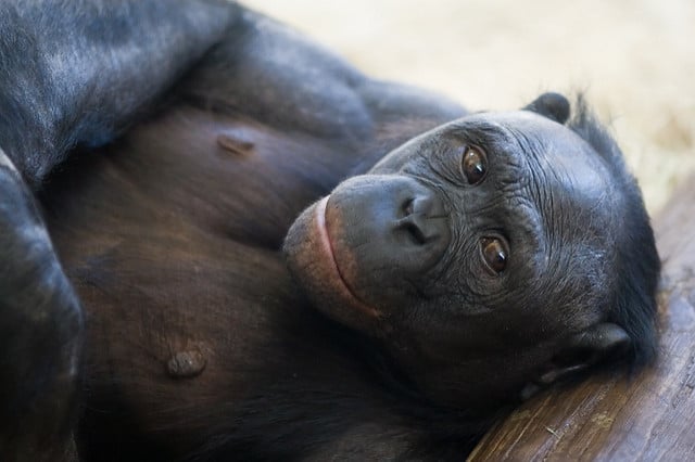 Une femelle bonobo sacrée singe le plus intelligent du monde 