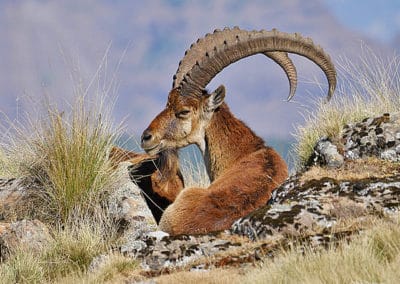 bouquetin d'Abyssinie, mammifere herbivore, bovidé afrique menacé d'extinction - Instinct animal