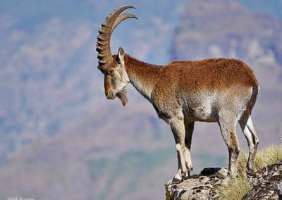 bouquetin d'Abyssinie, mammifere herbivore, bovidé afrique menacé d'extinction - Instinct animal