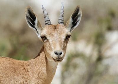 bouquetin de Nubie, mammifere herbivore d'Afrique de l'Est, Moyen Orient, le plus petit bouquetin au monde